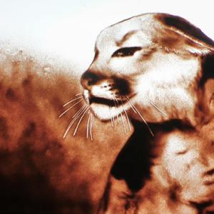 Cougar - Lorène Bihorel